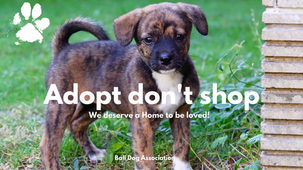Why Everyone Should “ #adoptdontshop ” - Bali Dog Association